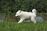 SAMOYEDE 082